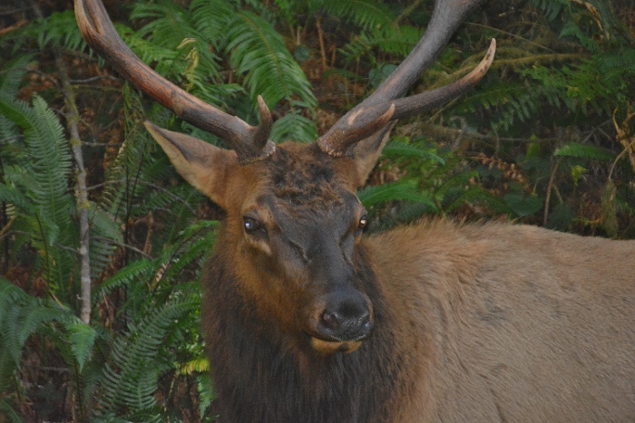 male elk in road